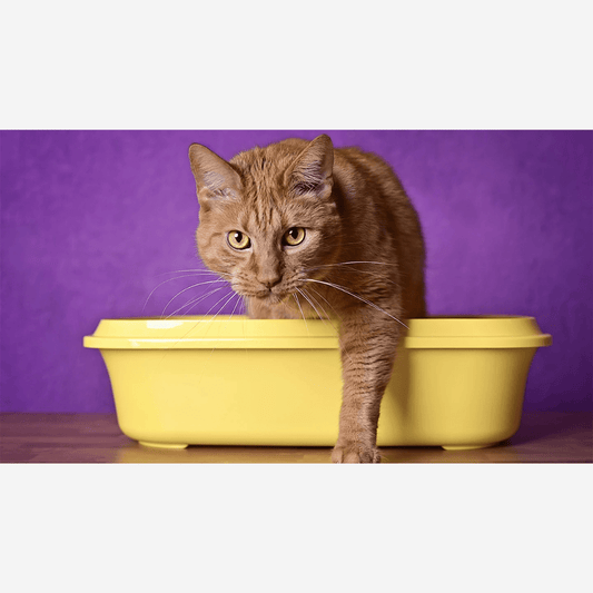 What is the Best Cat Litter and What are the Differences? - LüvLitter