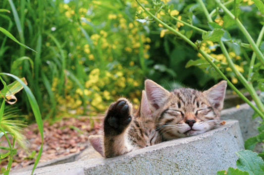 🐾 Why Eco-Friendly Cat Litter Is the Smartest Choice for You and Your Cat - LüvLitter
